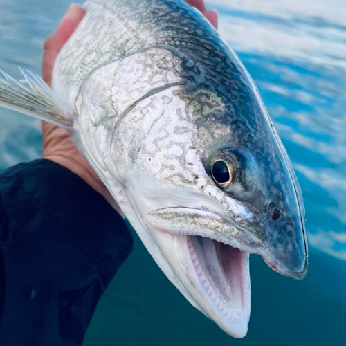 Trout in the hand over the lake