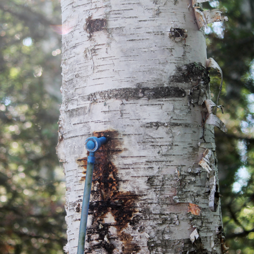 Birch tree with sap tap installed